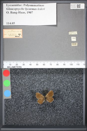 Media type: image;   Entomology 53392